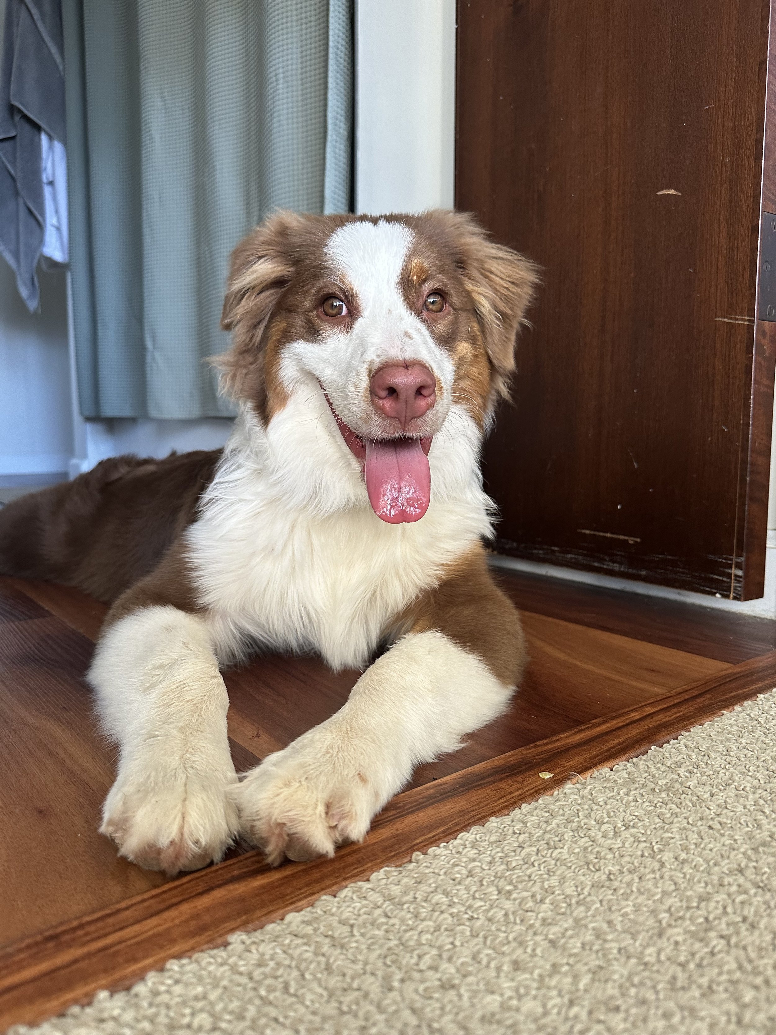 Happy Australian Shepherd puppy lying on hardwood floor with tongue out, near a wooden door and a beige carpet.