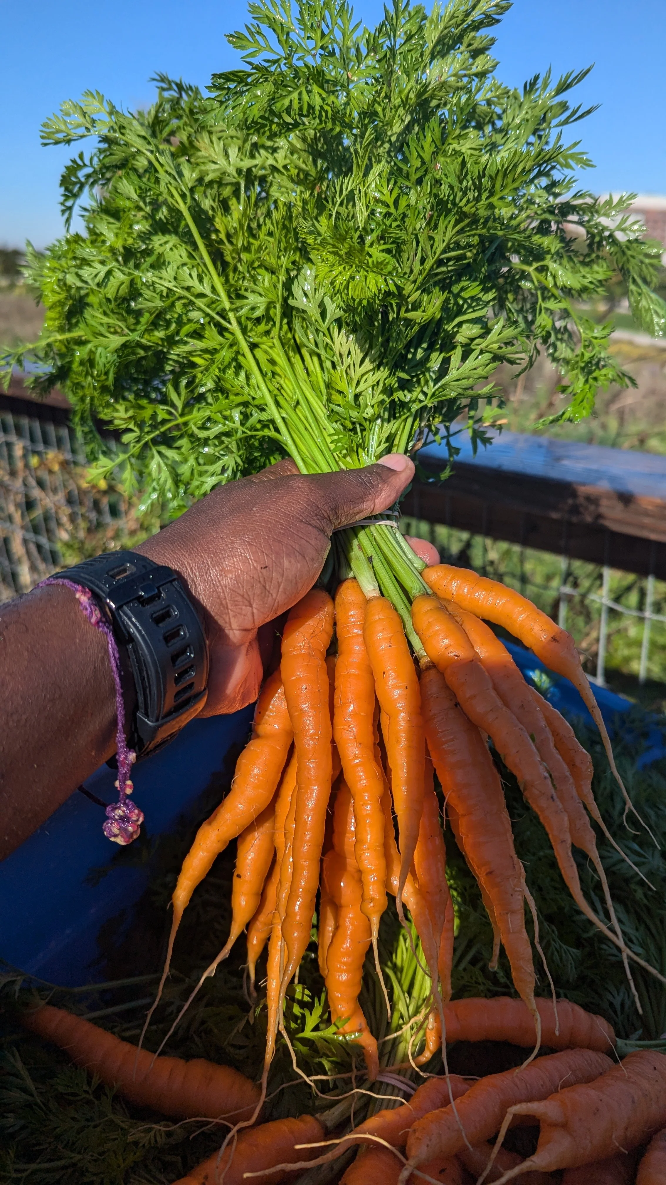 Dark skinned hand holding a bunch of freshly harvested carrots with green leafy tops outdoors on a sunny day.