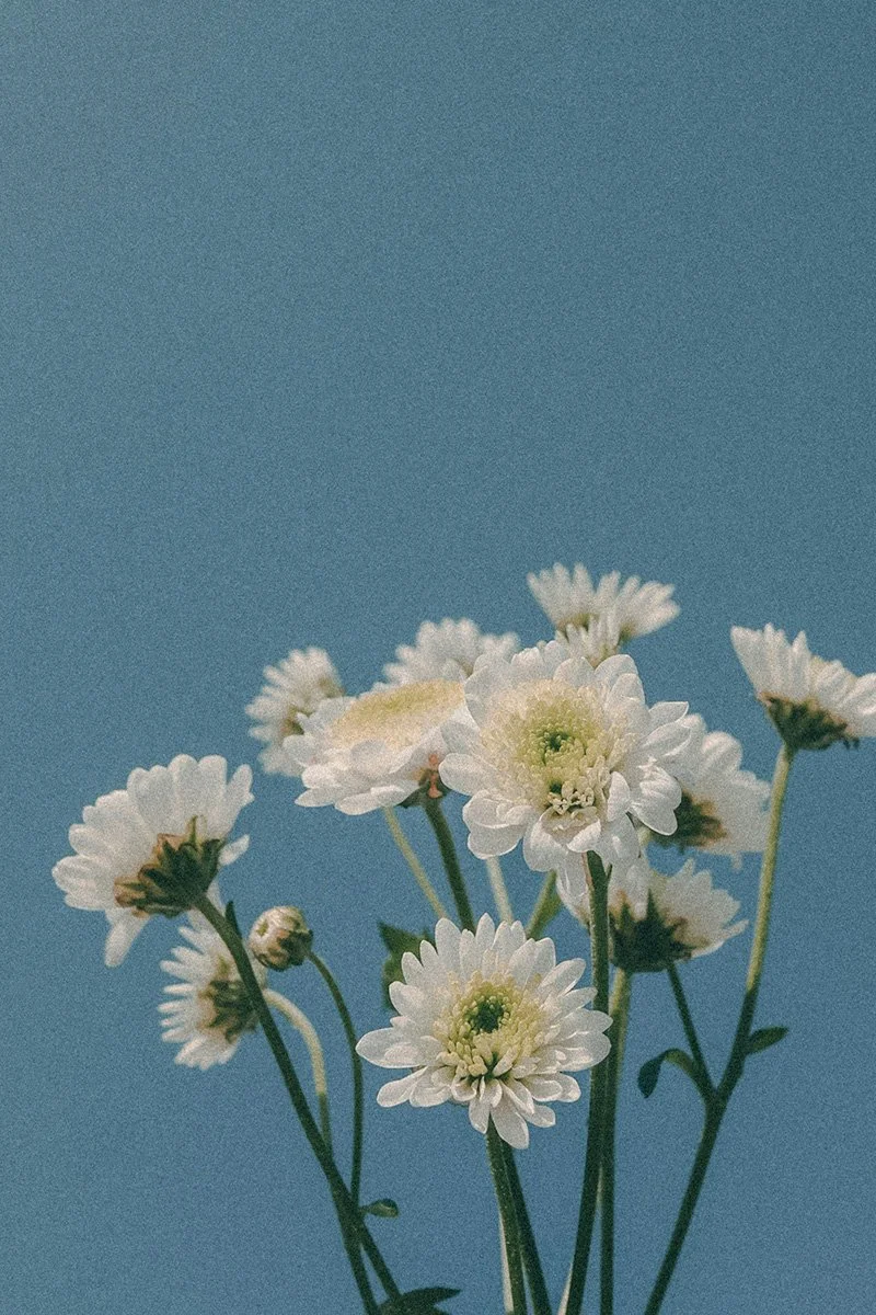 A bunch of white daisies against a blue sky.