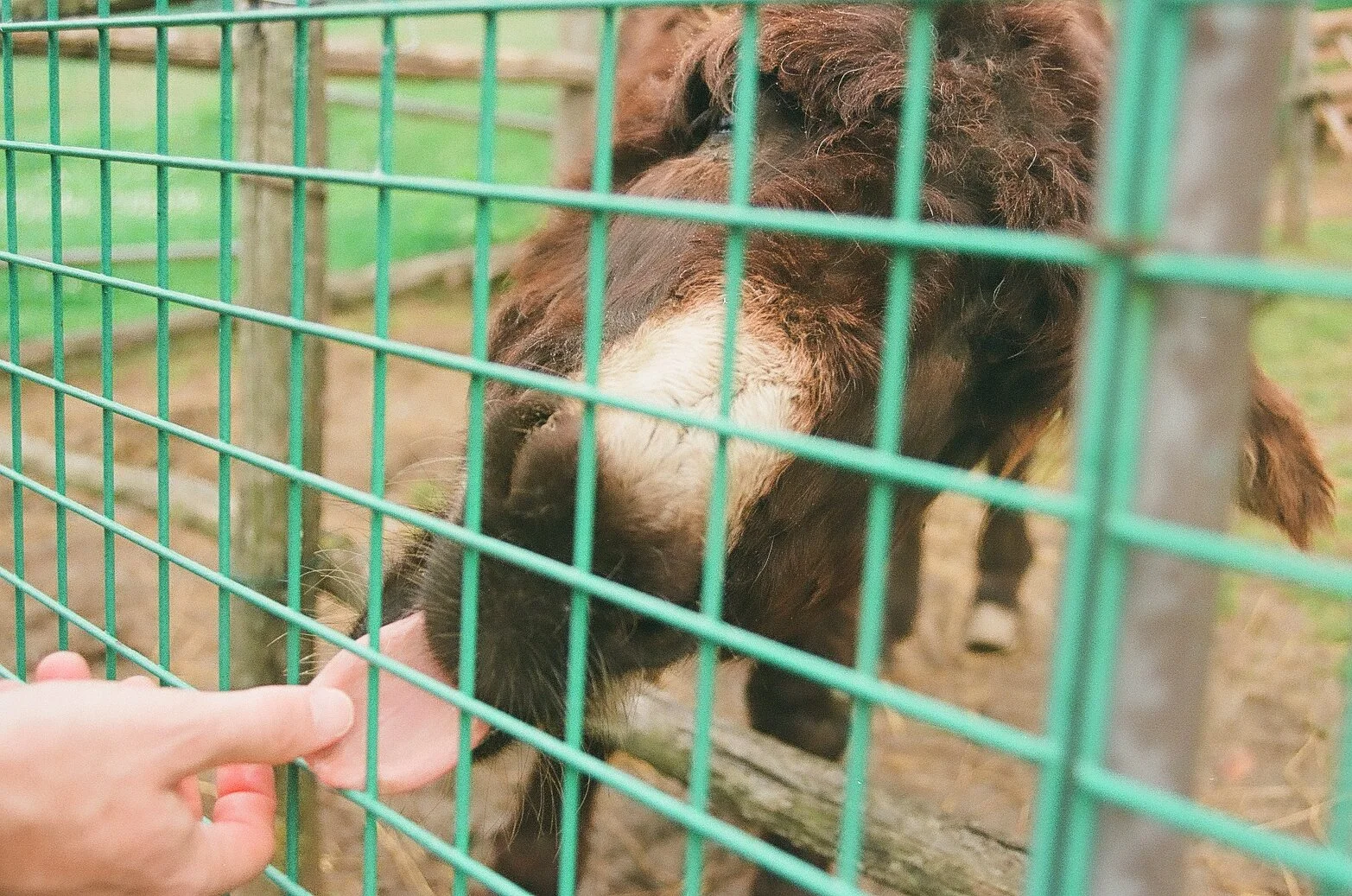 A person petting a small dark-colored goat through green metal fencing at a farm or petting zoo.