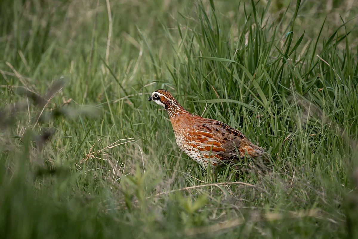 atlatl-media-photography-pheasant-quail-hunting-1.jpg