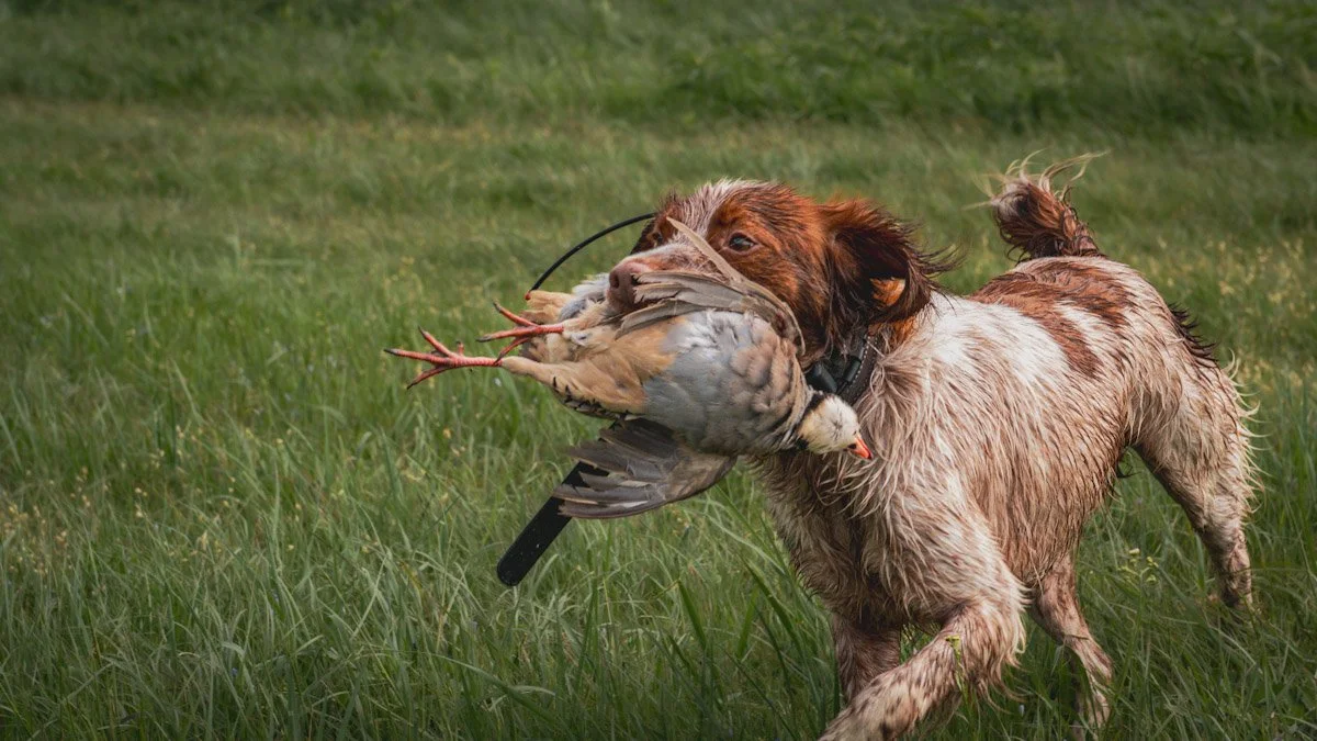 A wet brown and white dog holding a dead bird in its mouth in a grassy field.
