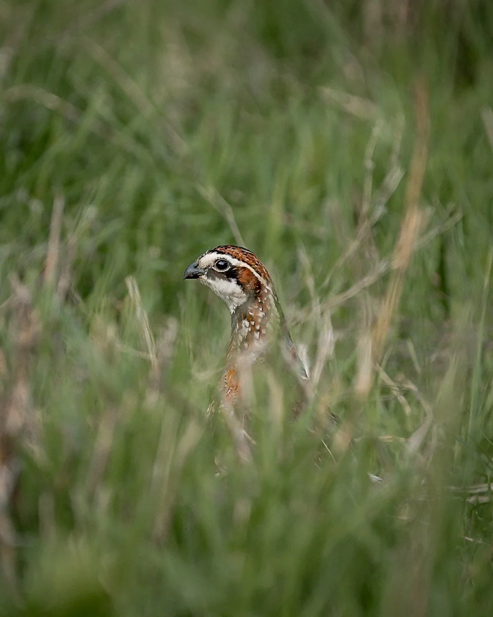 atlatl-media-photography-pheasant-quail-hunting-texas-1.jpg