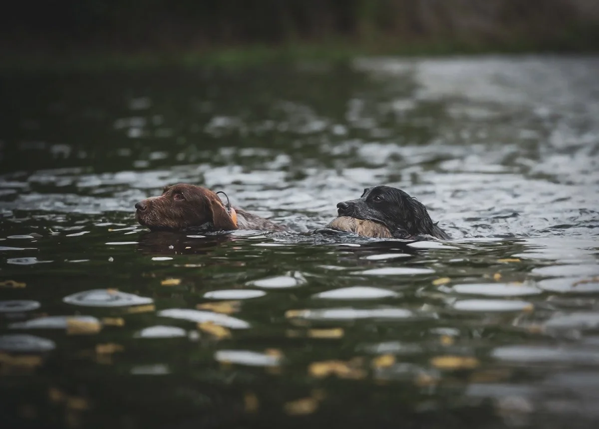 atlatl-media-photography-bird-dogs-north-texas-1.jpg