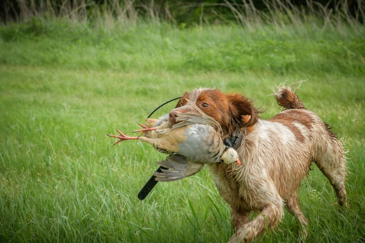 Dog carrying a bird in its mouth in a grassy field.