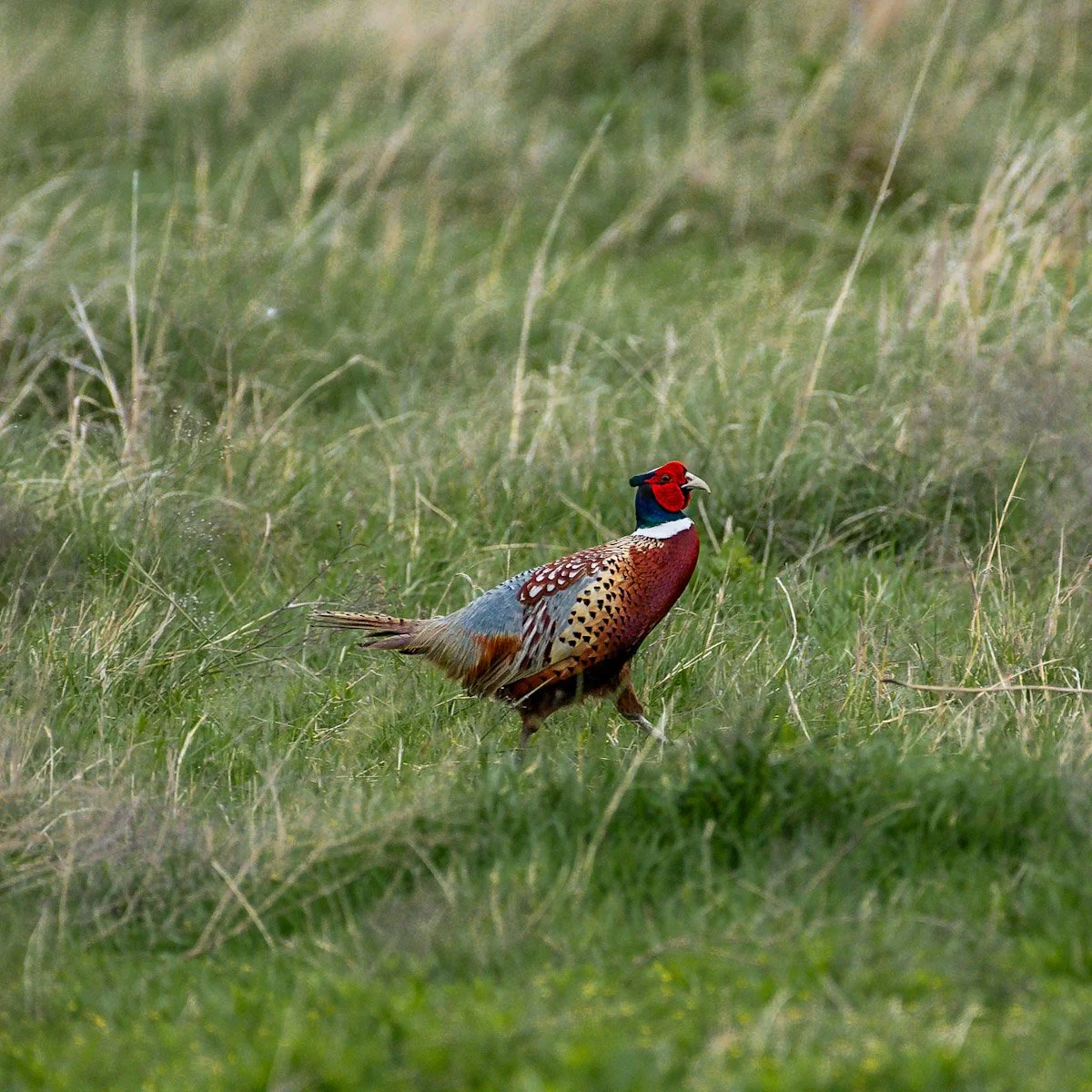 atlatl-media-photography-pheasant-hunting-1.jpg
