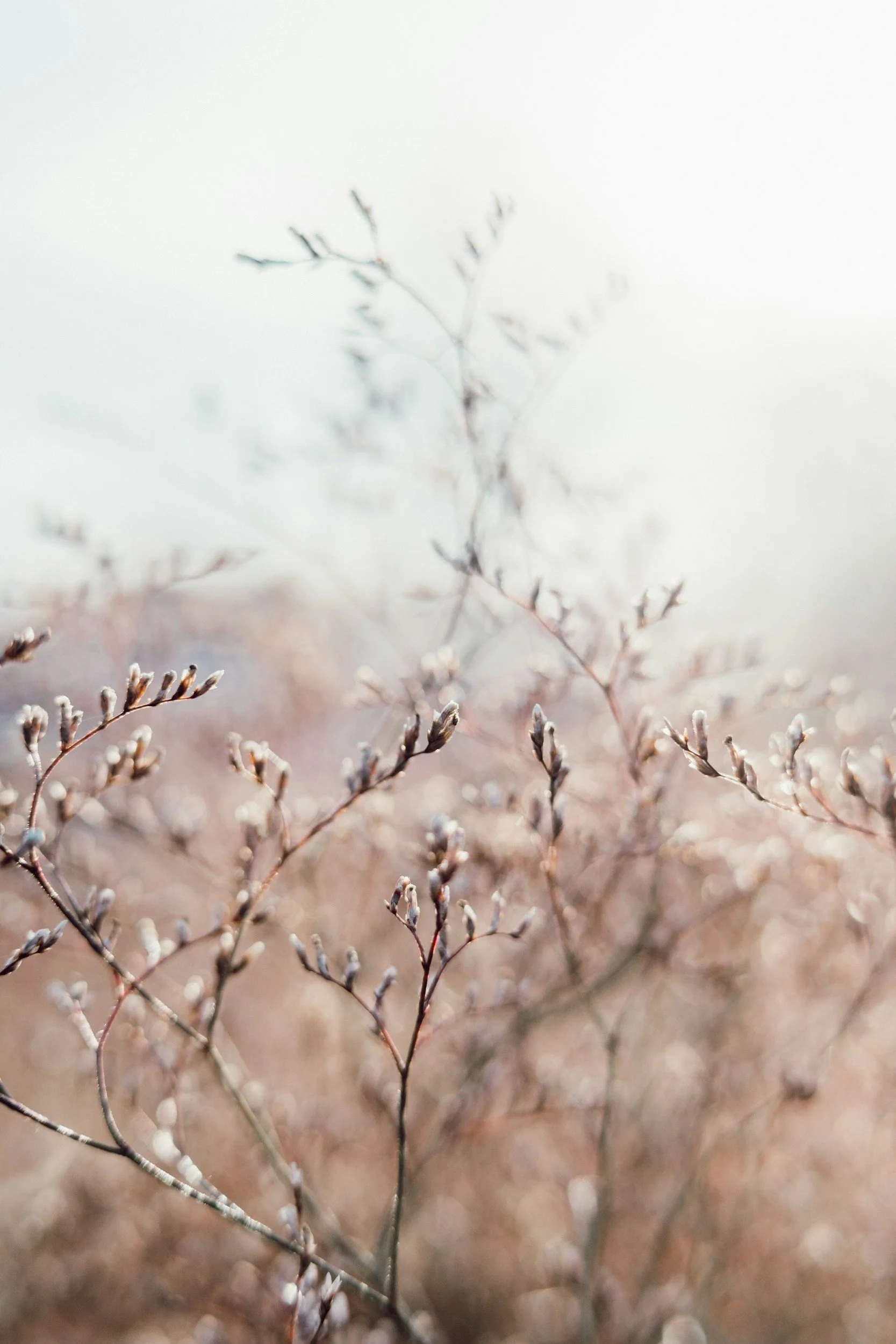 Close-up of dried, frost-covered branches and buds in a field on a winter day.
