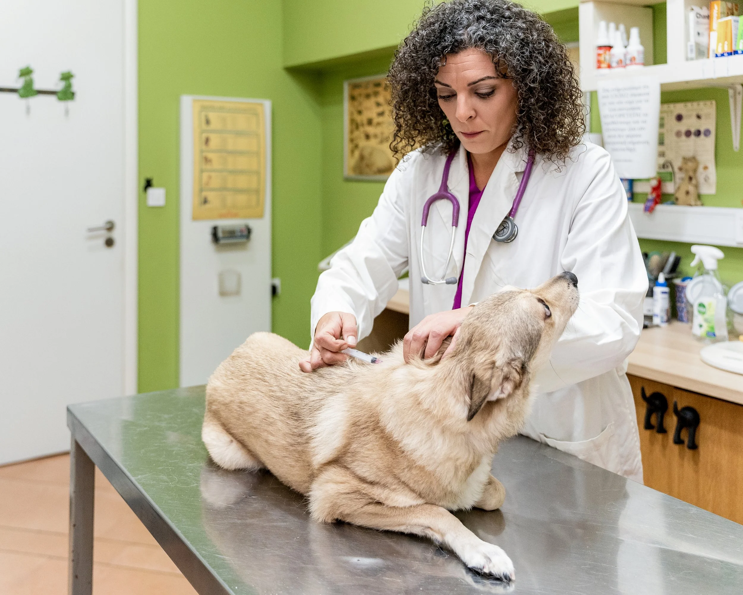 Όταν η επιστήμη συναντά τη φιλοξενία σκύλων