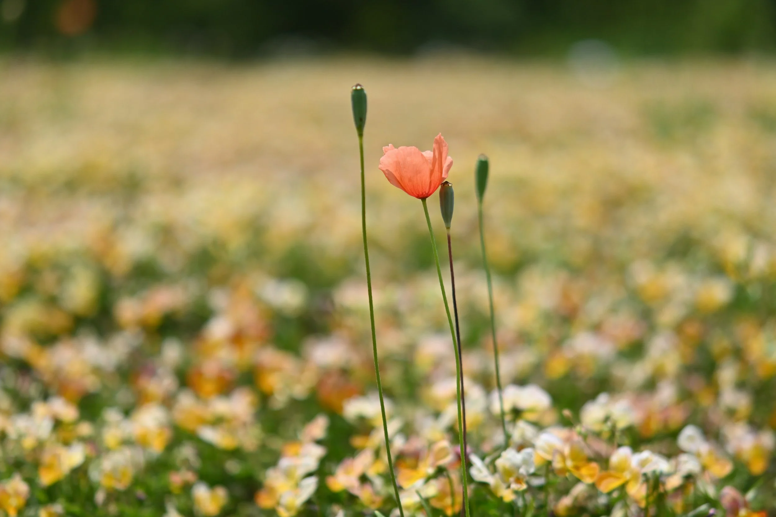 A pink flower standing above a field of yellow and white flowers.