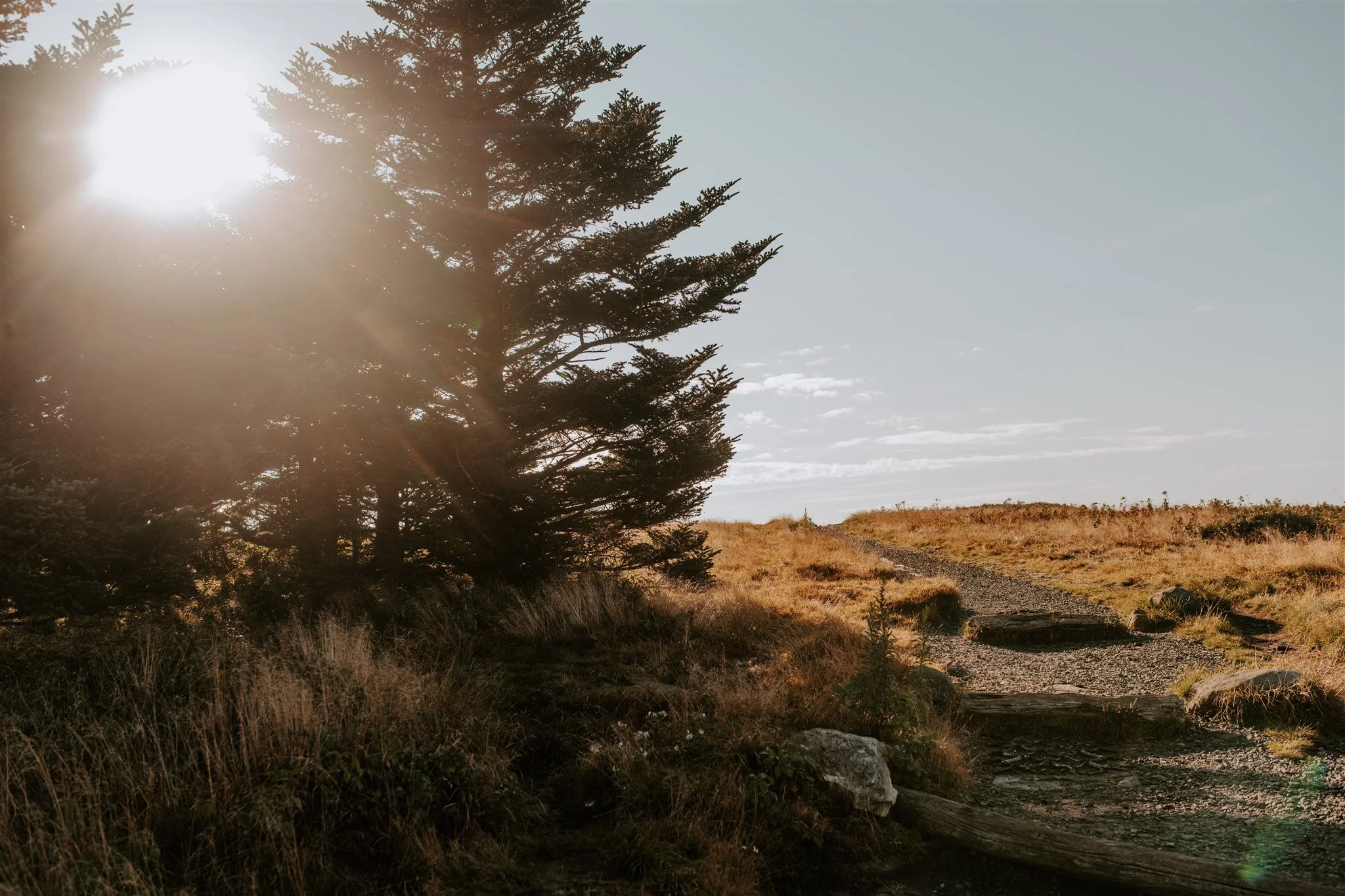 A pine tree on a mountain path with the sun setting behind it.