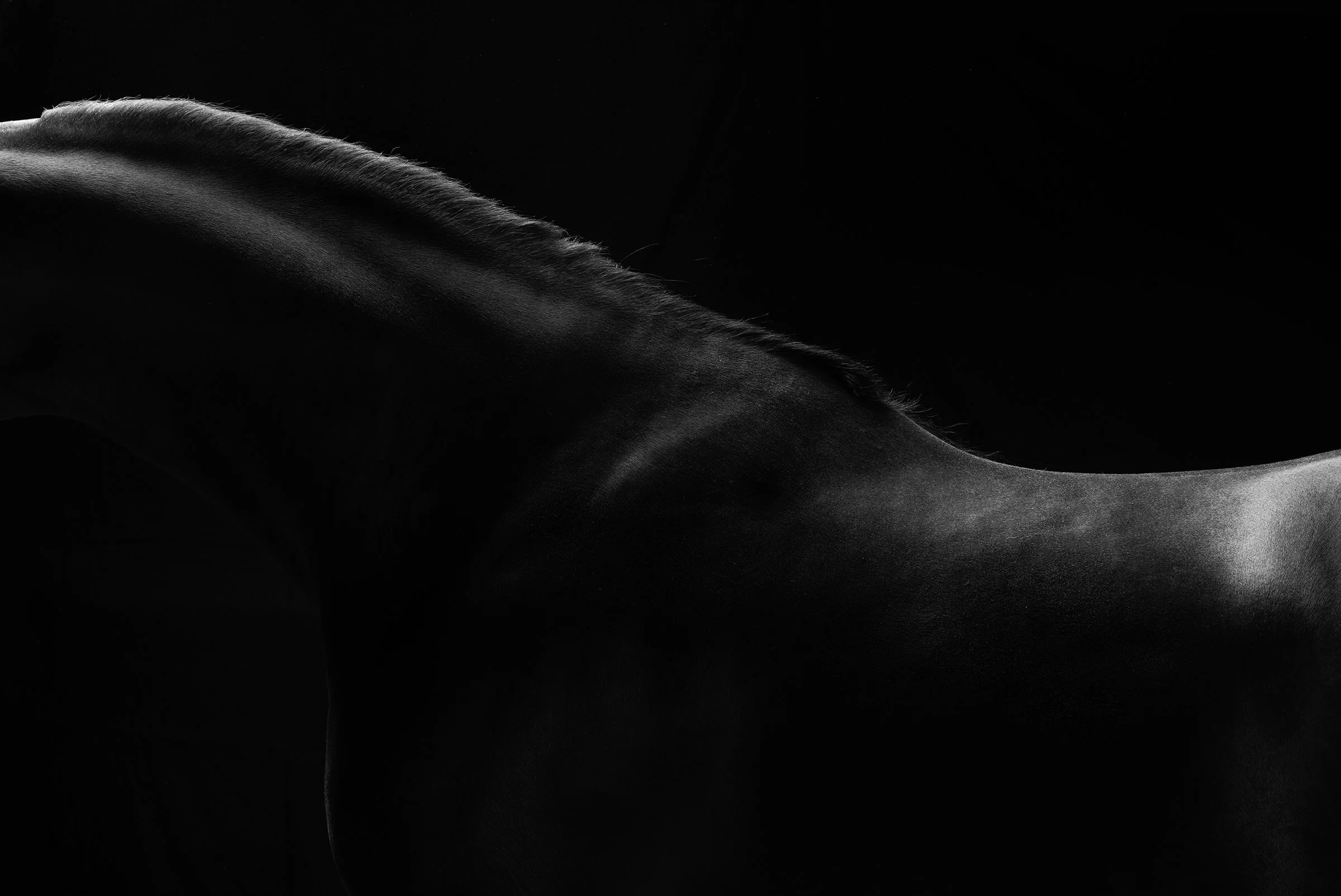  
   Movement II — Equine Form 
   The Breath Between 
   Living form · Motion restrained · Presence 
 
