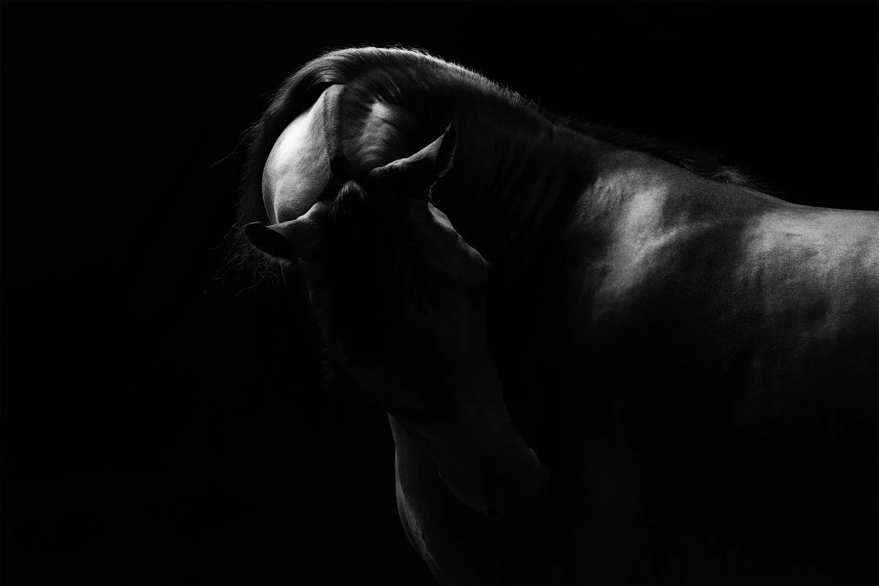  
   The Breath Between 
   Equine Form, Stillness, and Held Motion 
 