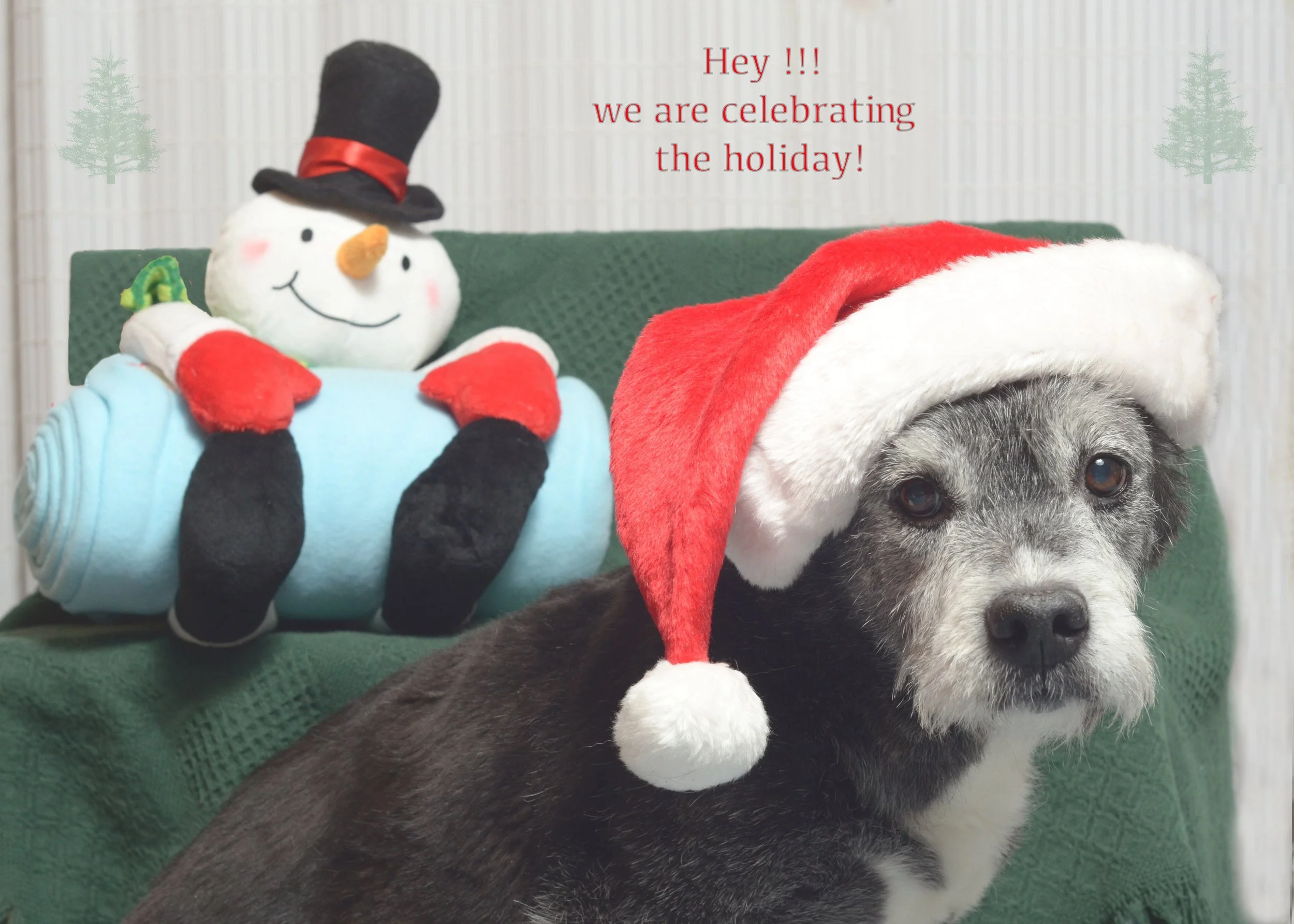 ChristmasCardDog.jpg