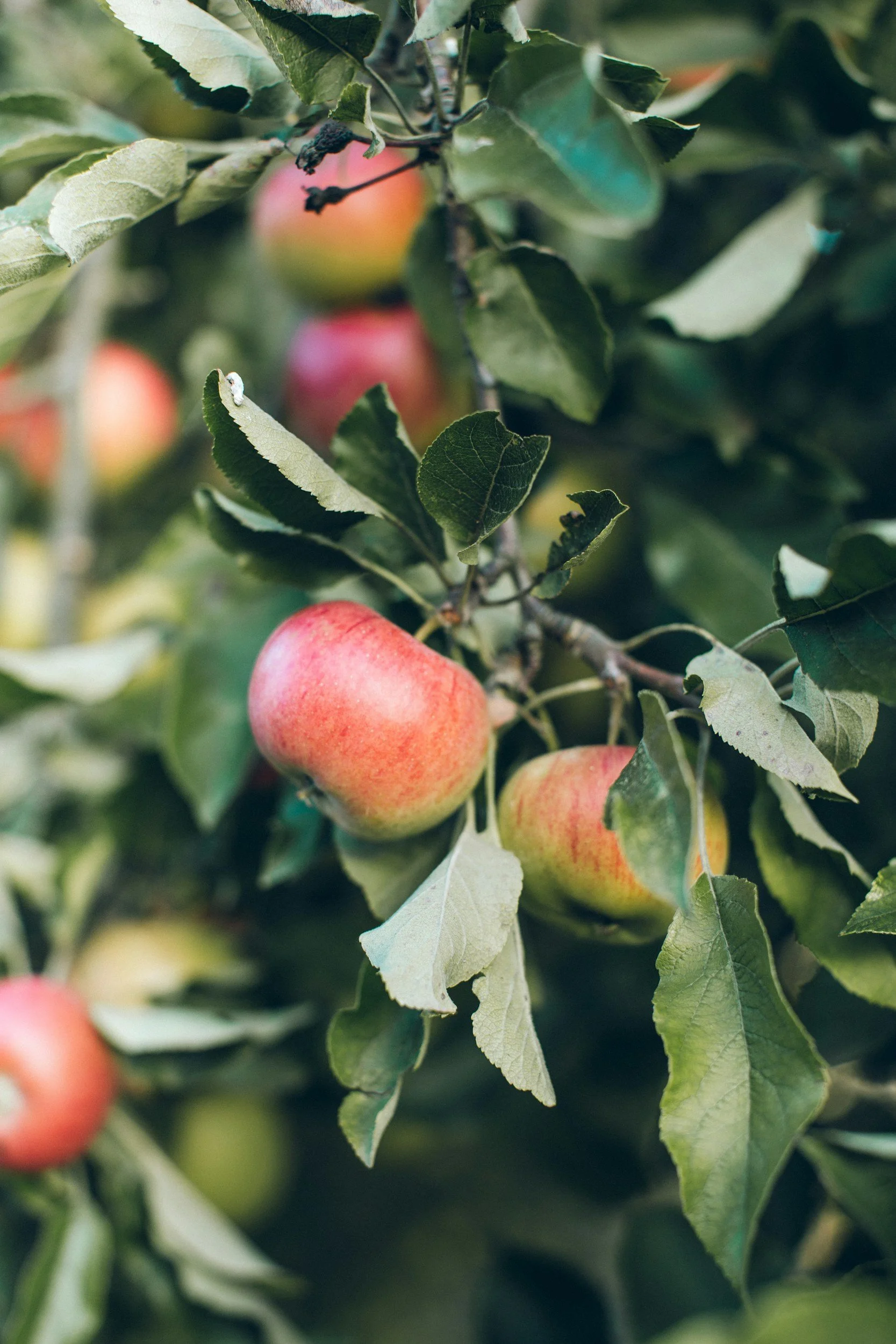 Fresh apples growing on a tree among green leaves in an orchard.