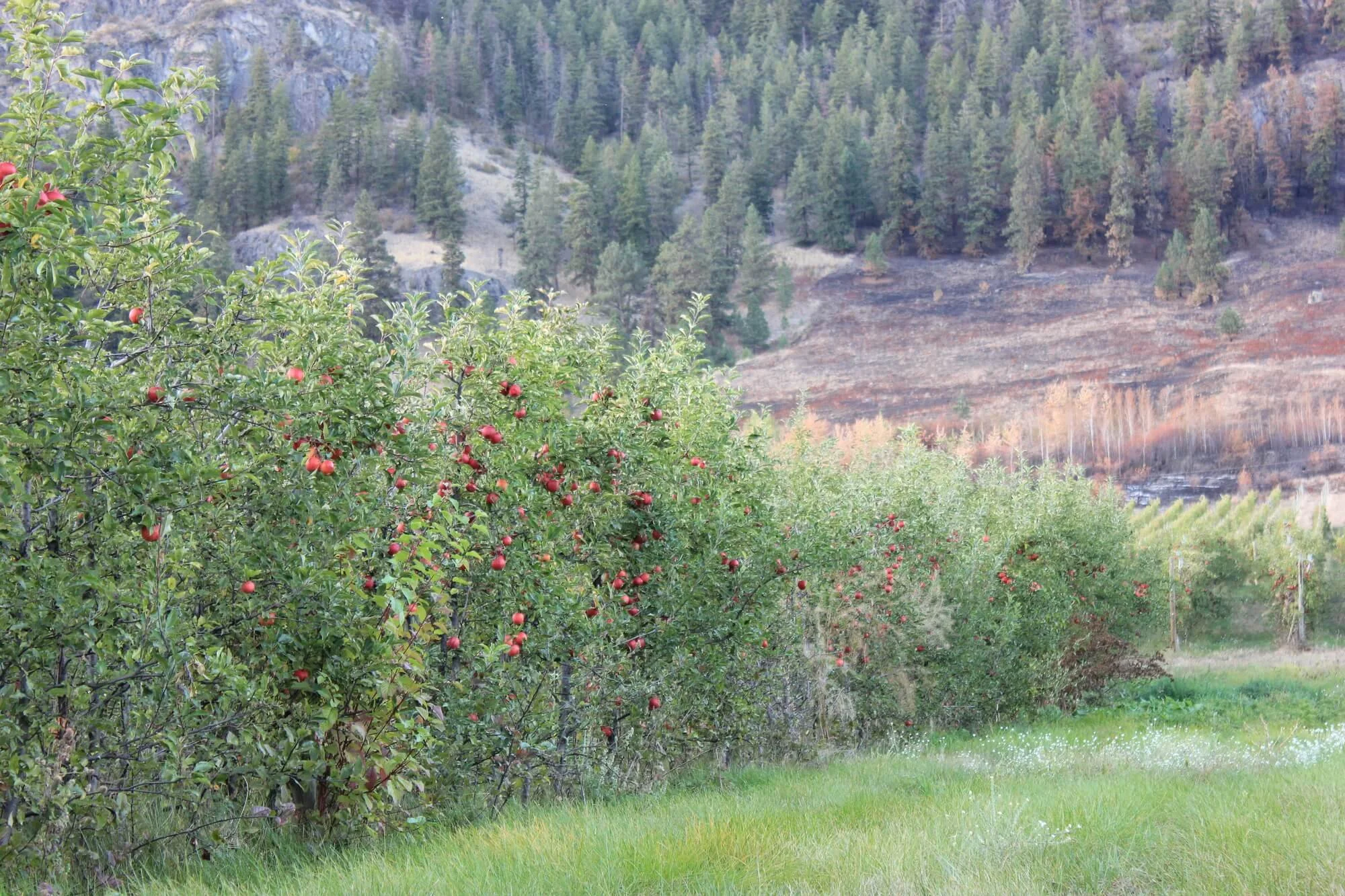 Rows of apple trees with red apples in an orchard near mountainous terrain with pine trees and hillside in the background.