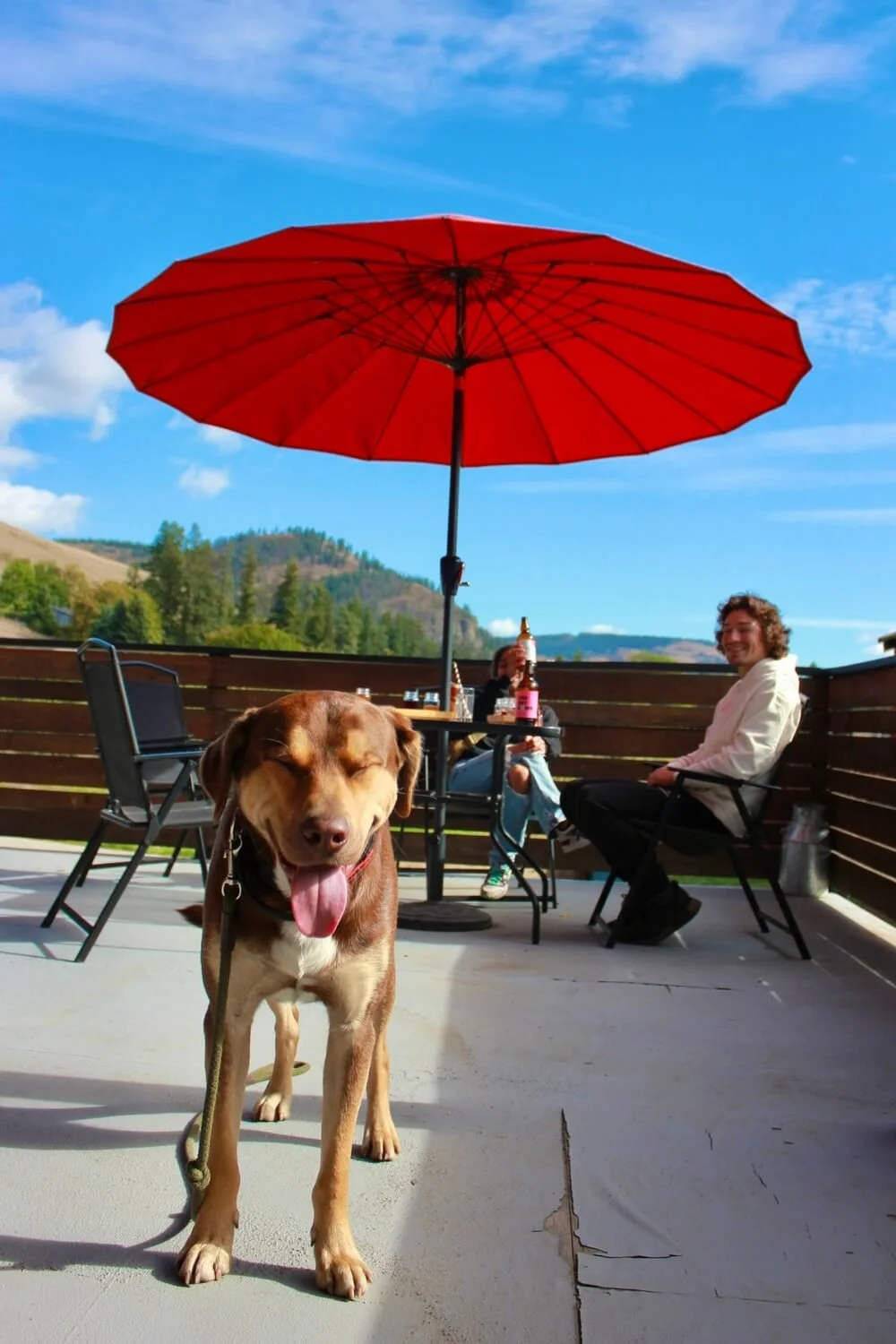 A happy brown dog with a leash, standing on a concrete patio at Tony's Craft Cidery outside of Coldstream. Two people sitting in chairs behind a red patio umbrella. The background features hills and a bright blue sky.