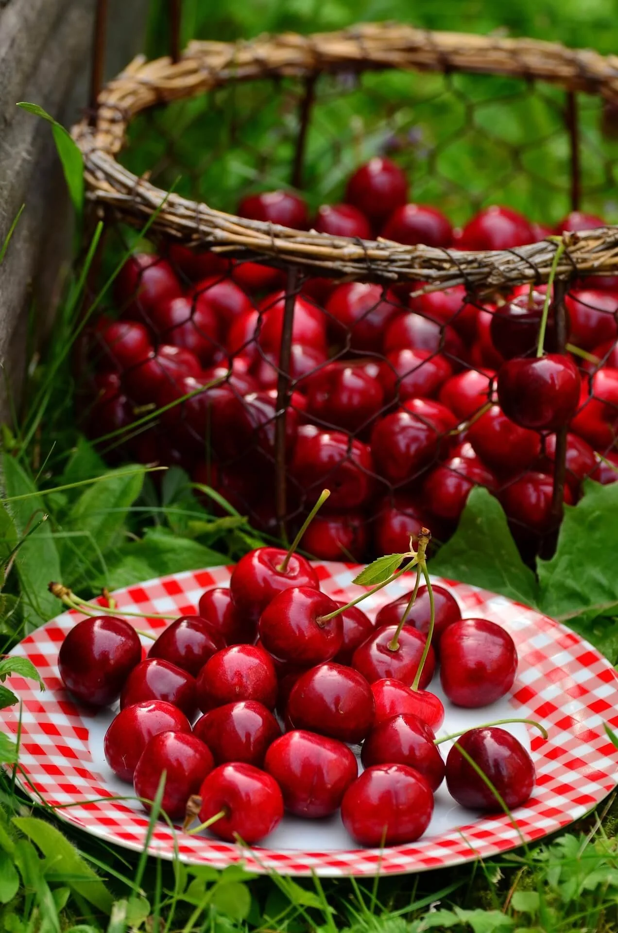 Cherries-Okanagan-Tonys.jpg