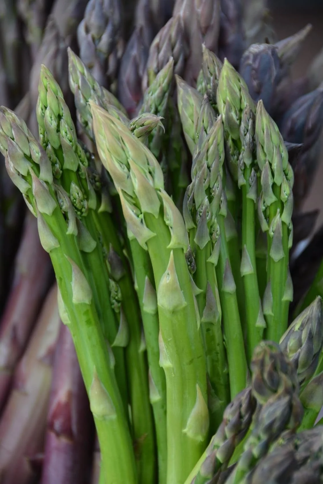 FARMWISE Newsletter: March 2026