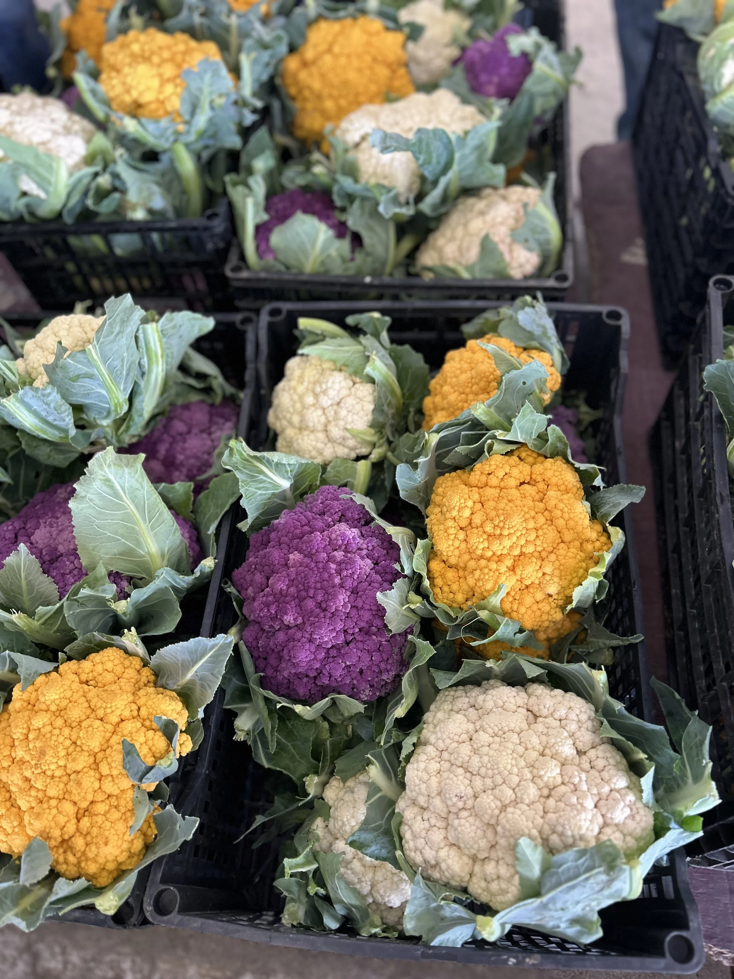 FARMWISE Newsletter: June 2026