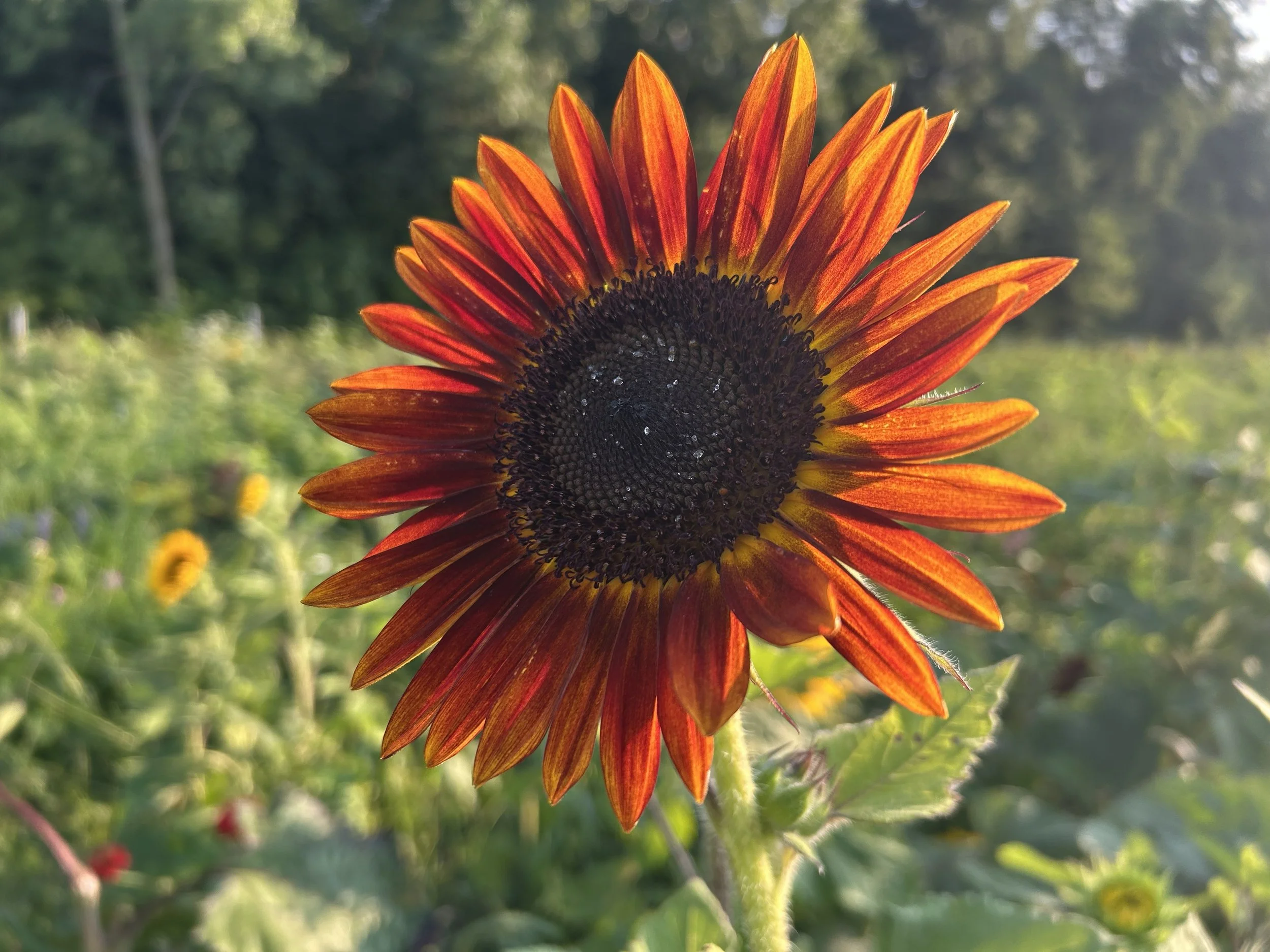 FARMWISE Newsletter: July 2026