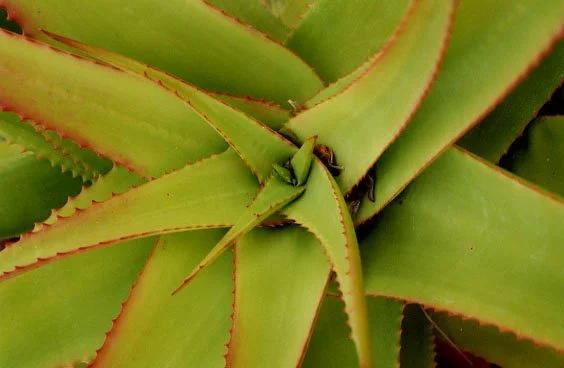 Arizona Cactus Perfection.jpg