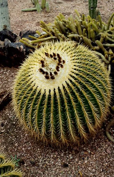 Arizona Cactus Round.jpg