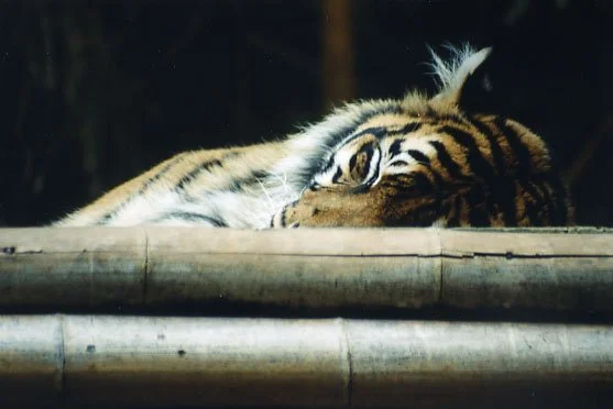 Cat Nap.jpg