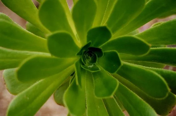 Arizona Cactus Waves.jpg