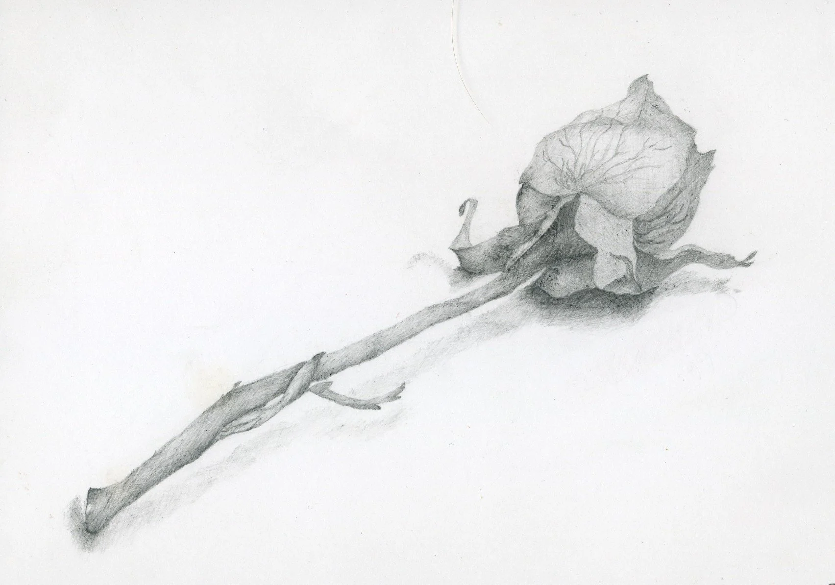 Drawing & Painting
