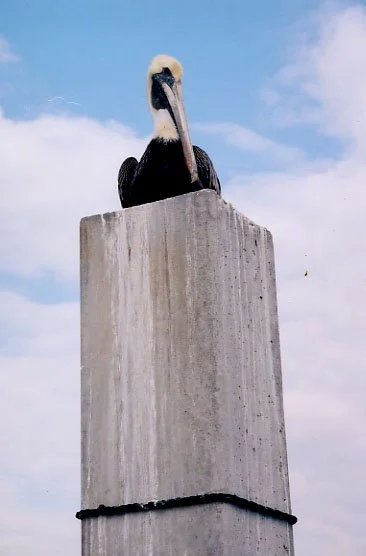 Bird Series 4.jpg