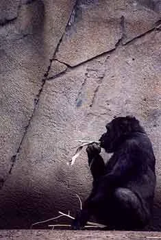 monkey.jpg