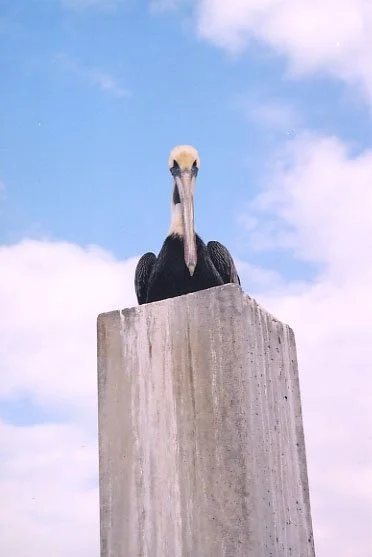 Bird Series 5.jpg