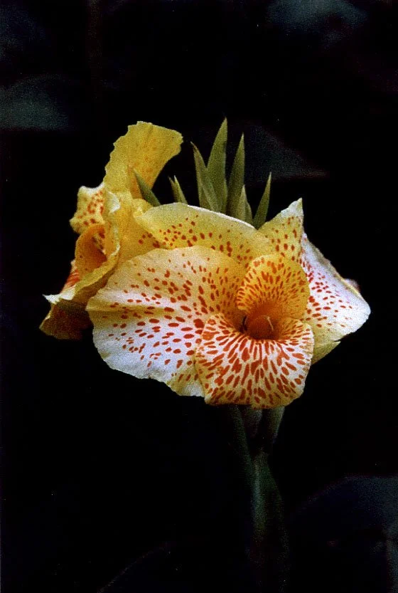 Indonesian Lily.jpg