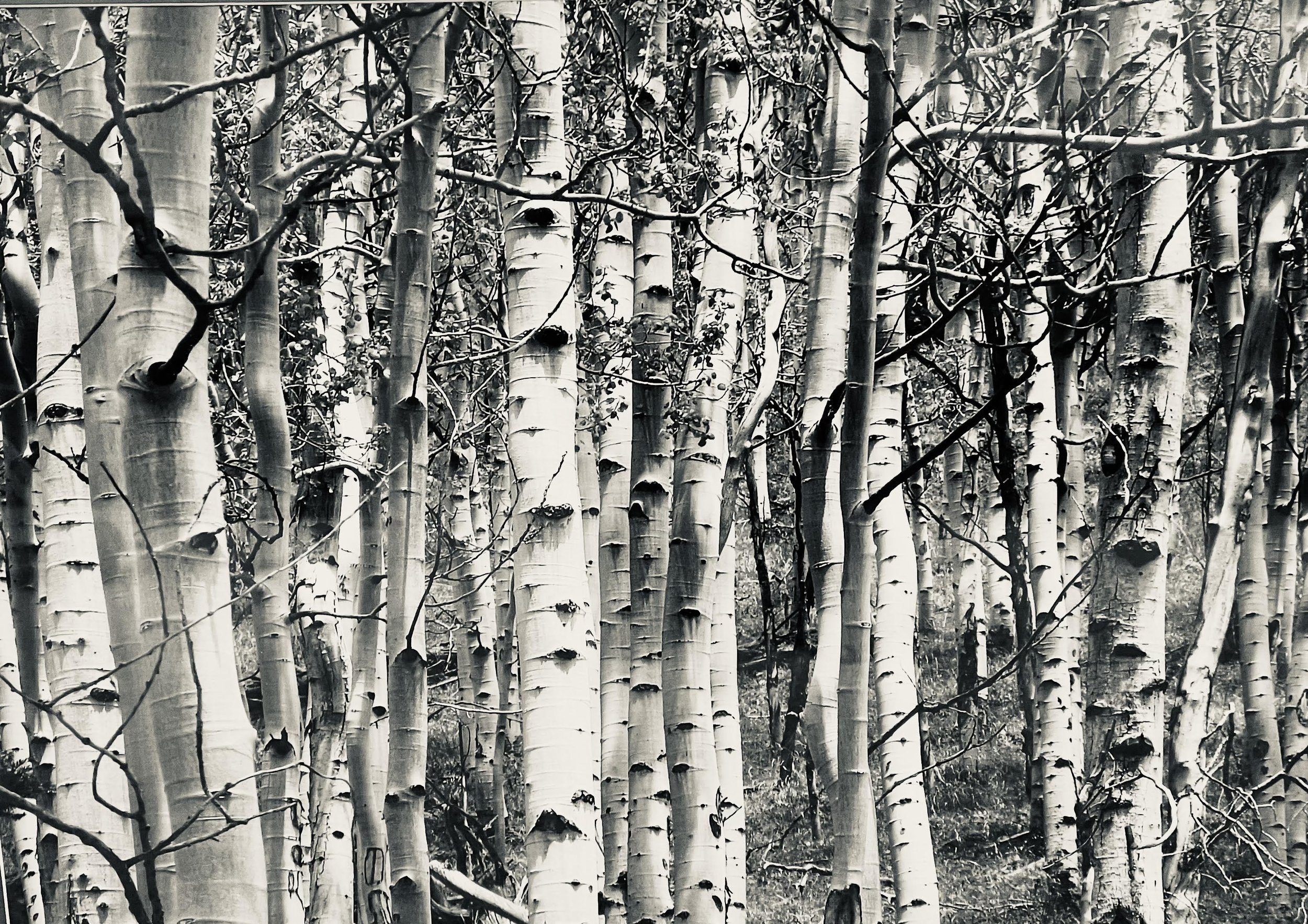 sequoias.jpg