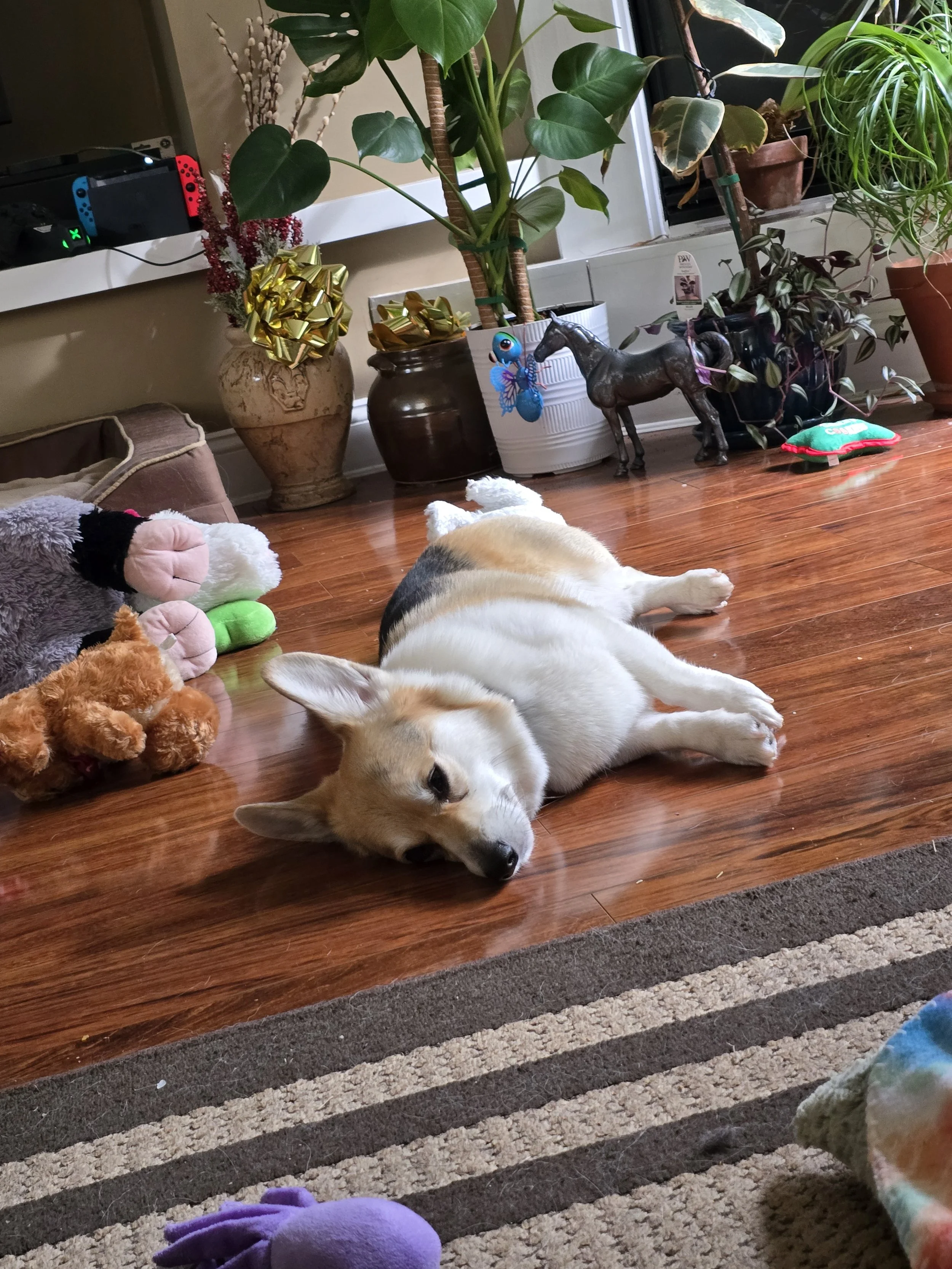 A brown dachshund sleeping peacefully on a blue cushion inside a home.