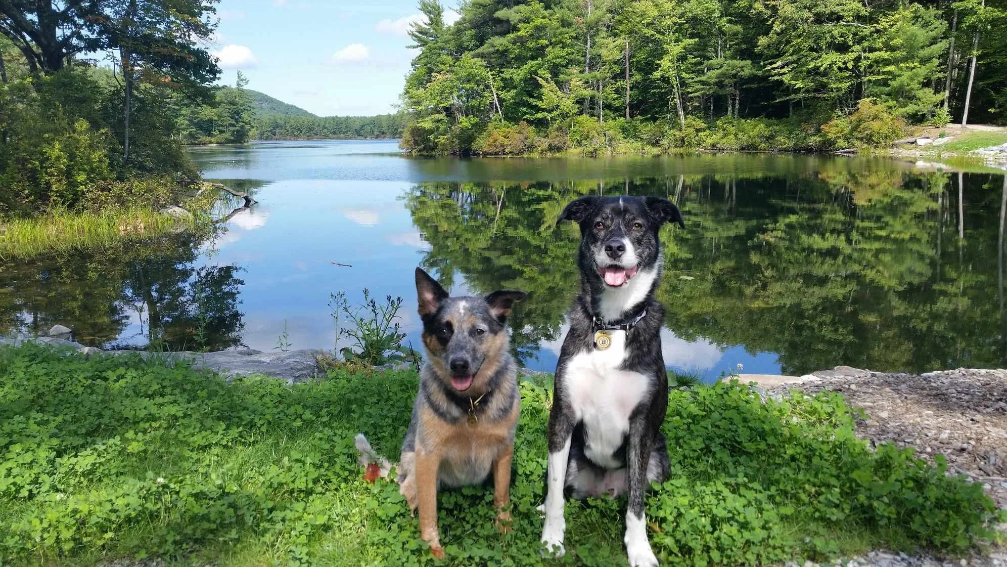 cattle dog and mix breed