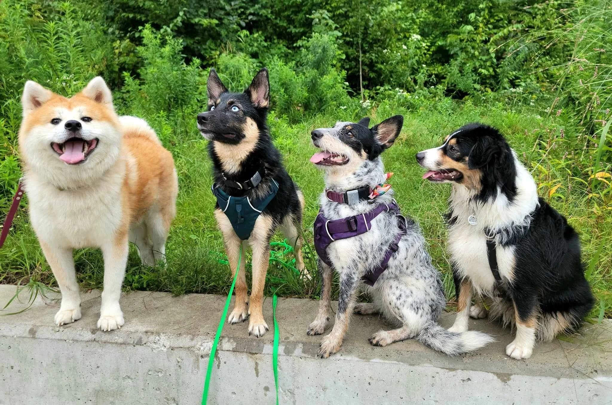 Four dogs sitting on a curb outdoors, with green foliage in the background. The first dog is a fluffy light-colored (possibly Shiba Inu), the second is a black and tan mixed breed with blue eyes, the third is a black and white speckled dog with a purple harness, and the fourth is a black, white, and tan Australian Shepherd.
