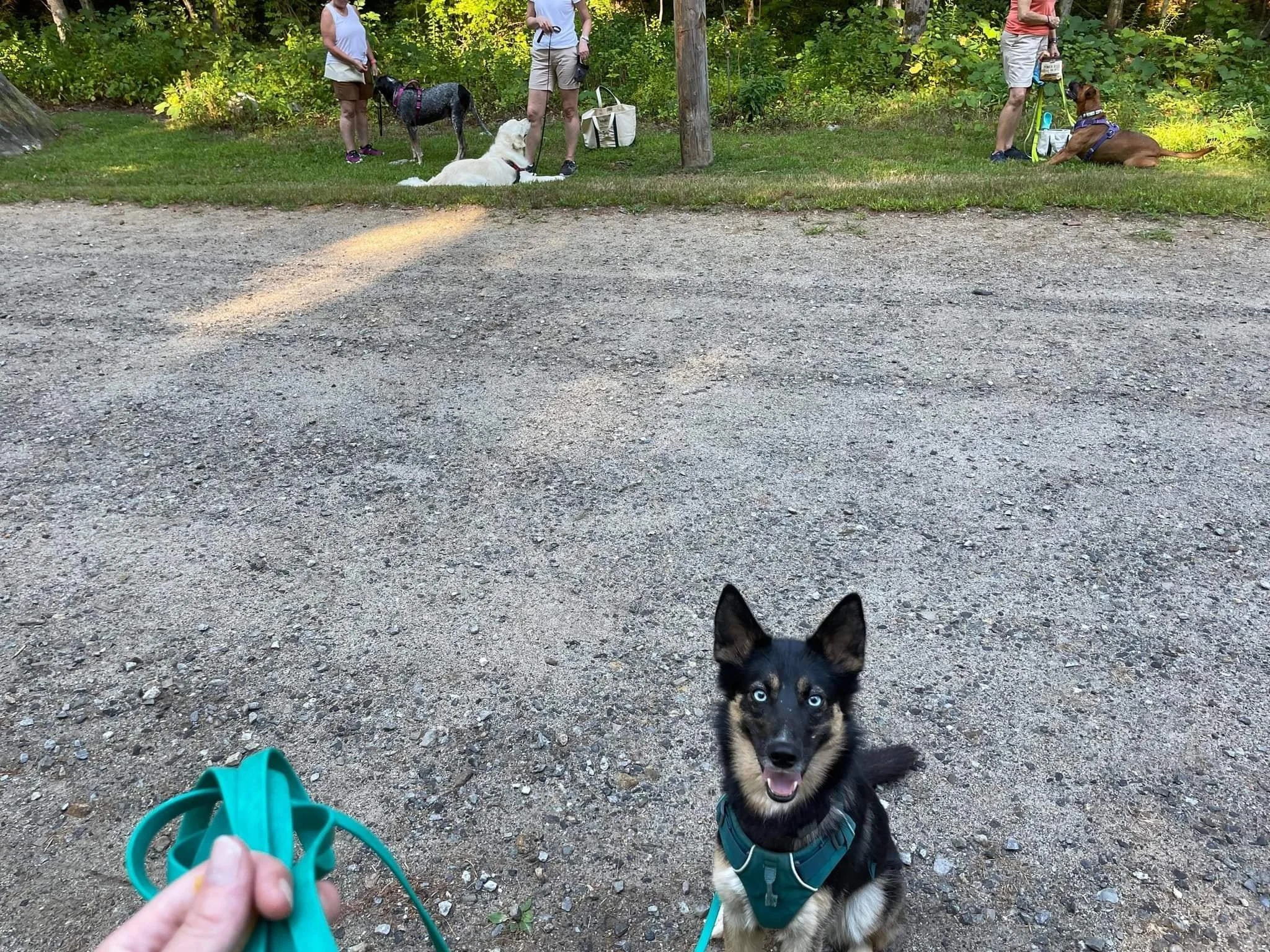 A person holding a teal leash attaches to a black and tan dog with light blue eyes, sitting on a gravel path.