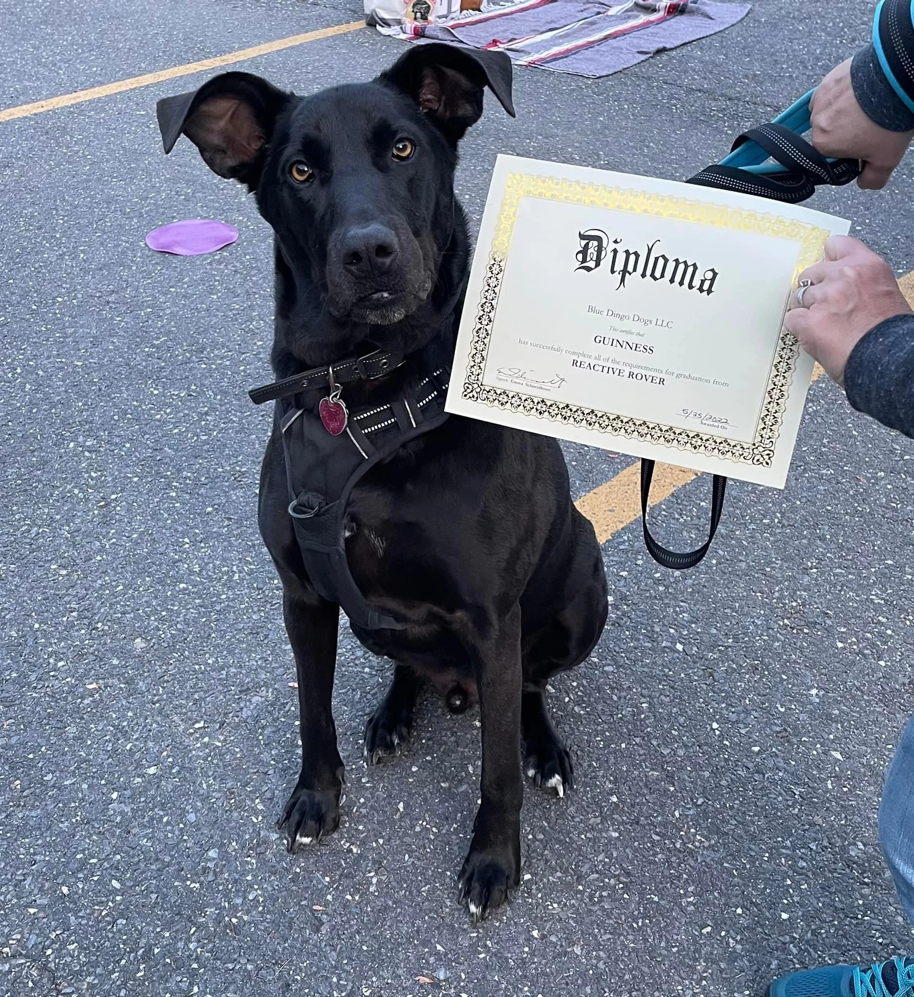 A black dog with a harness sitting on an asphalt surface, holding a Certificate of Graduation in its mouth, with a person holding the leash.
