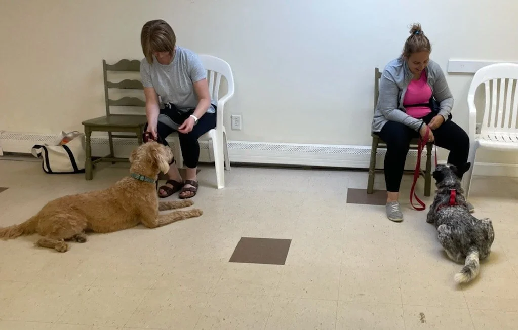 Two women sitting on chairs with their dogs lying on the floor in front of them in a waiting room.