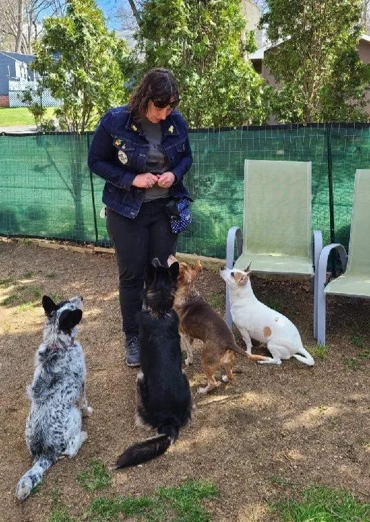 A woman in a denim jacket and sunglasses is standing outside with four dogs sitting and lying on the ground in front of her. The background includes green trees, a green fence, and a couple of green chairs.
