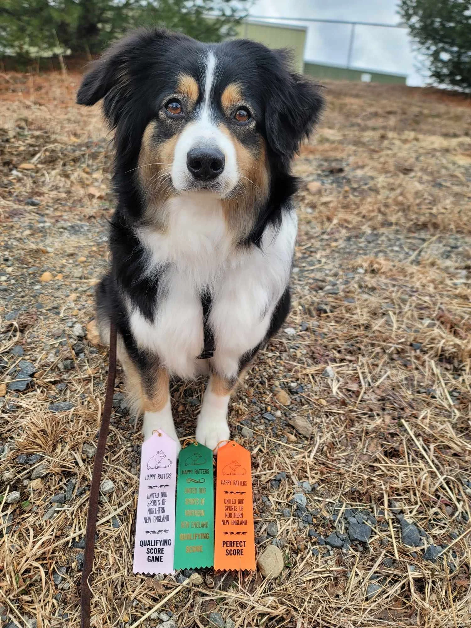 A dog sitting outdoors on a gravel and dried grass surface, with three colorful ribbons attached to its collar. The dog is a tricolor Australian Shepherd with black, white, and tan fur, looking directly at the camera.