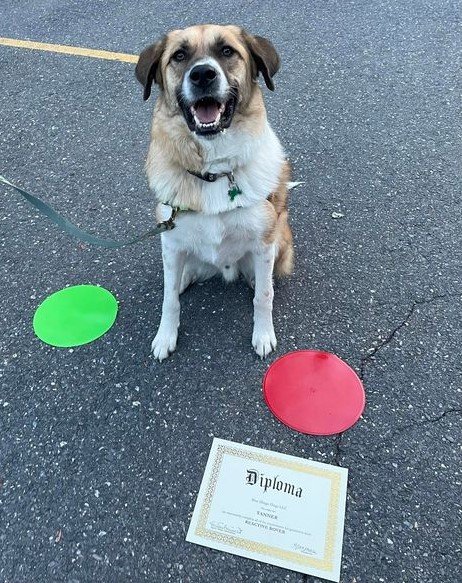 A dog sitting on asphalt ground next to two plastic discs, one green and one red, with a diploma placed on the ground.