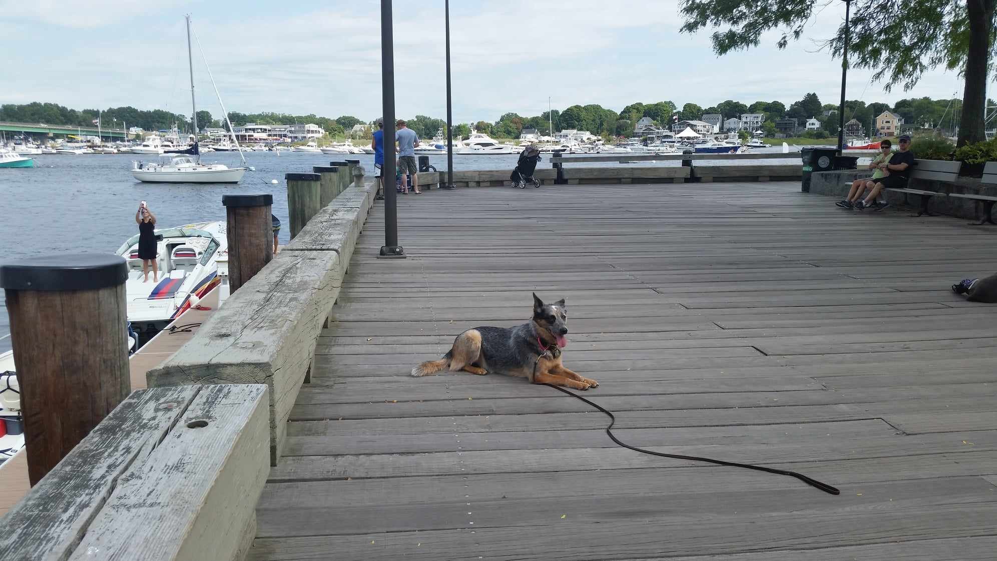 A dog lies on a wooden pier near a marina, with boats in the water and people sitting on benches in the background.