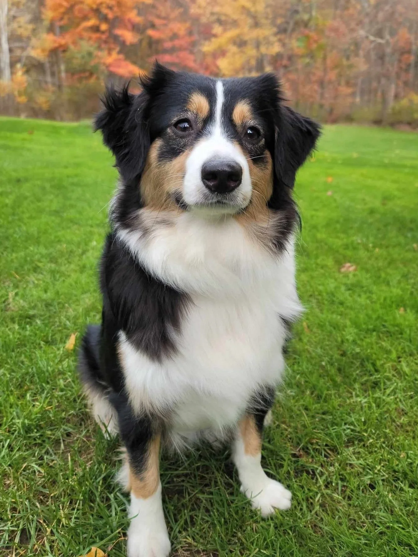 A black, white, and tan Australian Shepherd dog sitting on green grass with autumn-colored trees in the background.