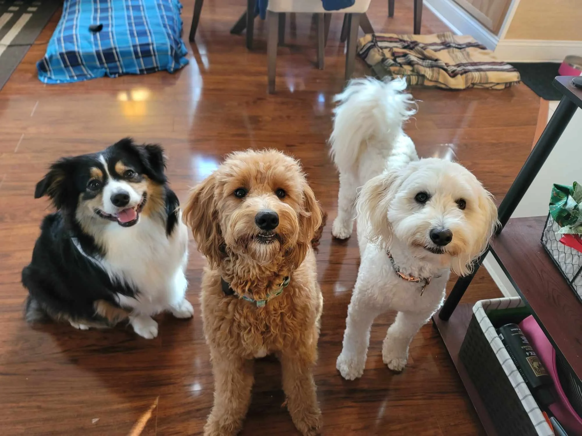 A brown dog sitting in a gray pet bed with a gray blanket partly over its back, inside a room with wooden floors and white walls. There are two potted plants - one large on the left and a smaller one on the right.