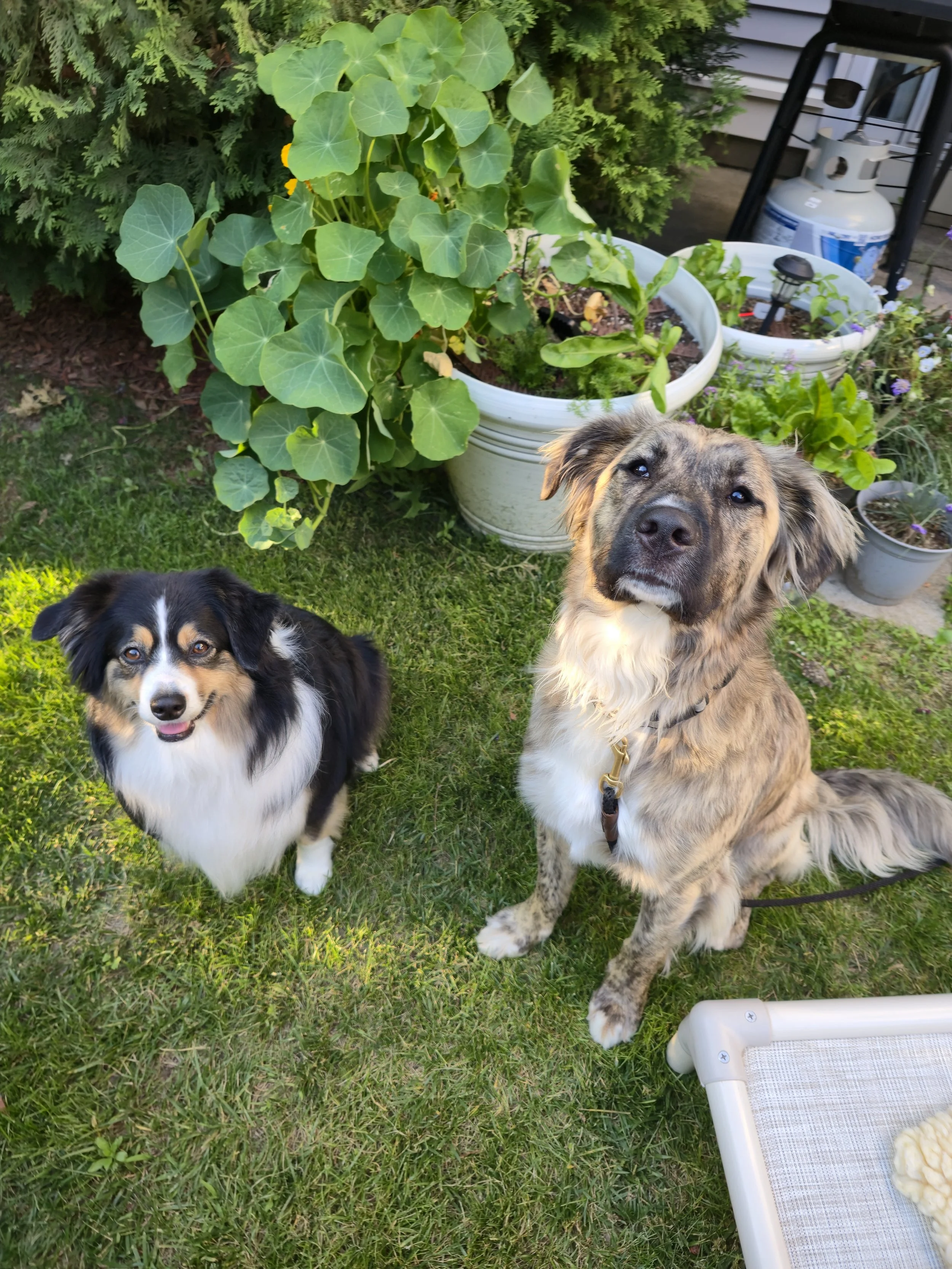 A resting dog lying on brown and green blankets, with one eye partially closed and its head tilted to the side.