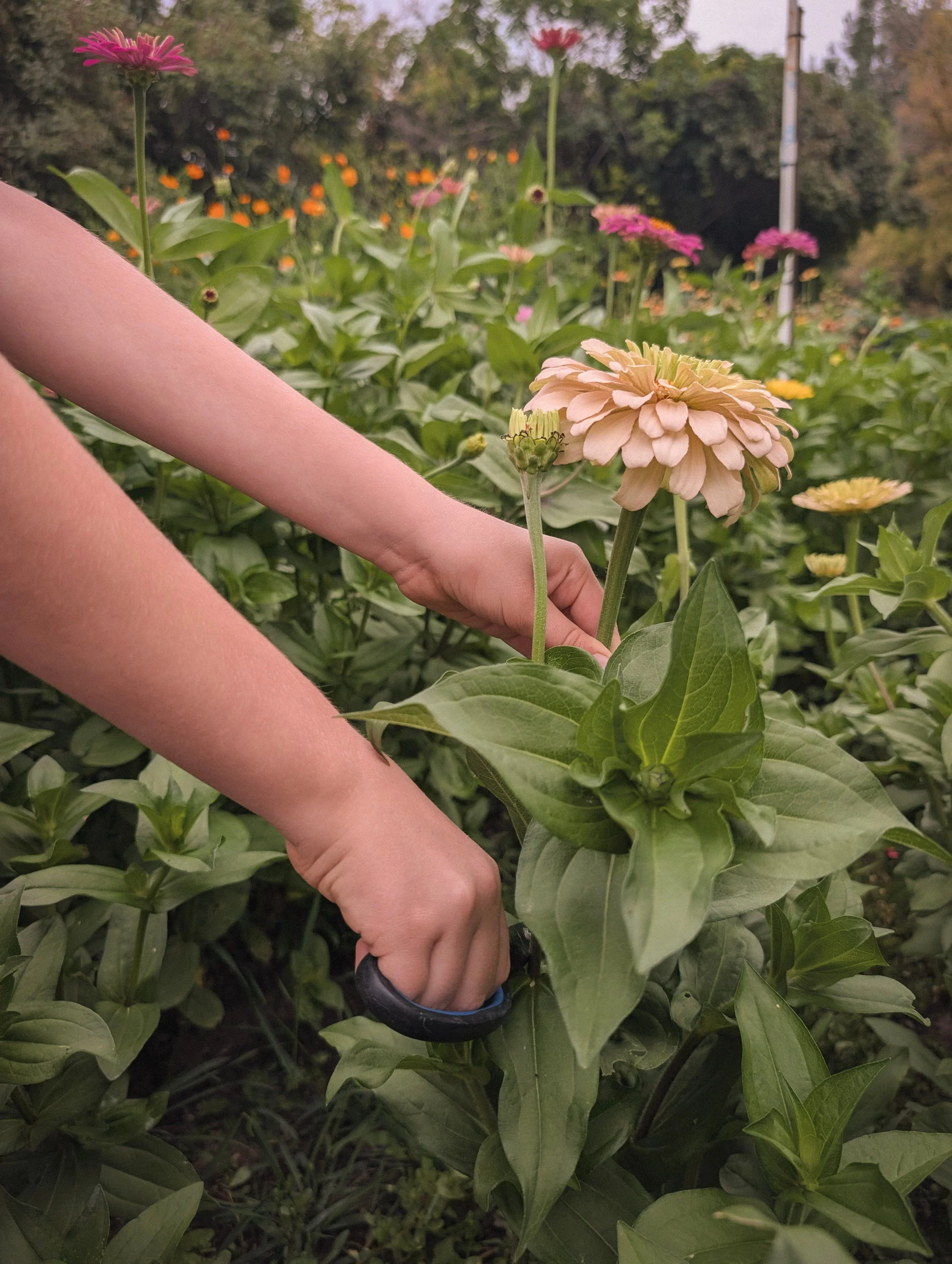 What to Cut from Your Summer Garden for a Homegrown Bouquet