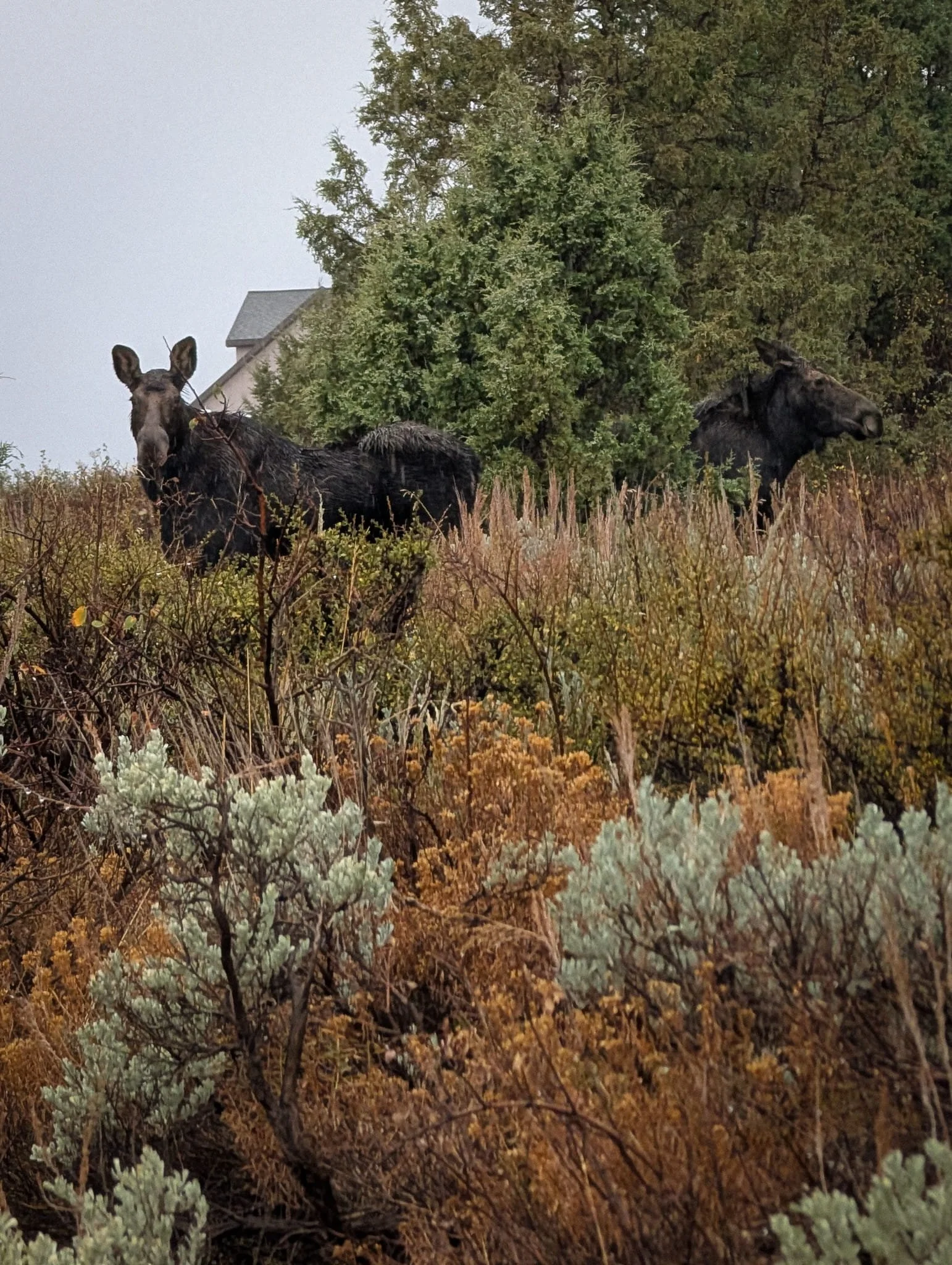 Two moose in the brush.jpg