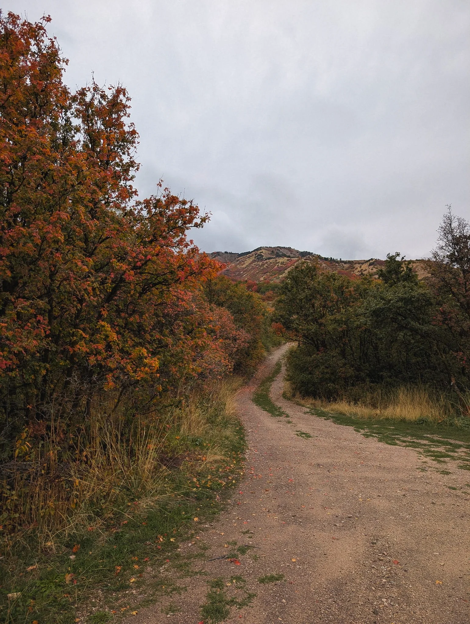 Autumn road through the trees.jpg